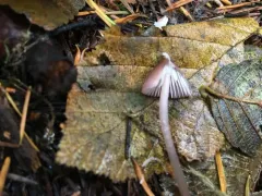 Mycena bulliformis thumbnail 2