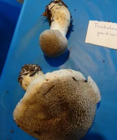 Spotted tricholoma thumbnail 2