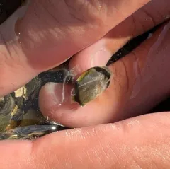 Spotfin Butterflyfish thumbnail 1