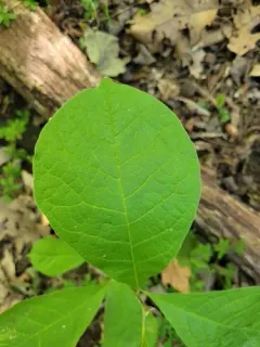 Kobus magnolia thumbnail 2