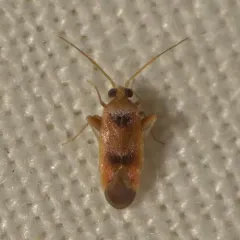 Parthenicus juniperi thumbnail 1