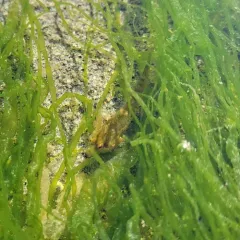 Sharpnose Sculpin thumbnail 2