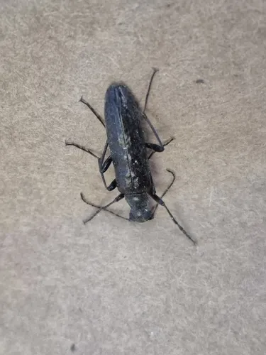 Brassy False Long-horned Beetle