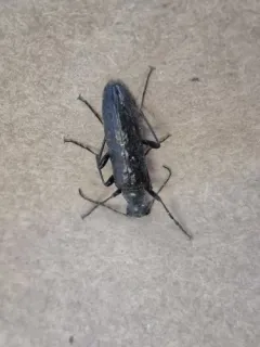 Brassy False Long-horned Beetle thumbnail 1