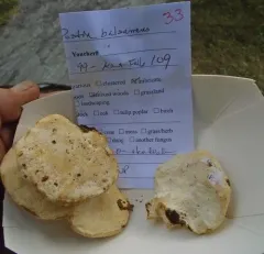 Spongiporus balsameus thumbnail 2