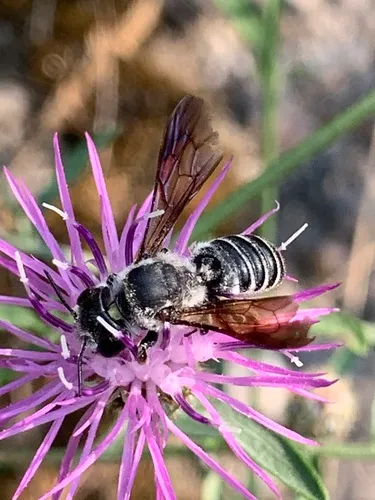 Megachile frugalis