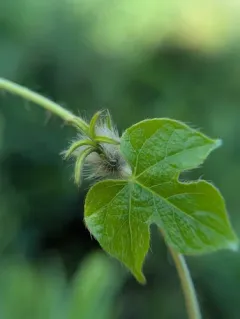ivy-leaved morning-glory thumbnail 3