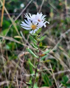 Hall's Aster thumbnail 2