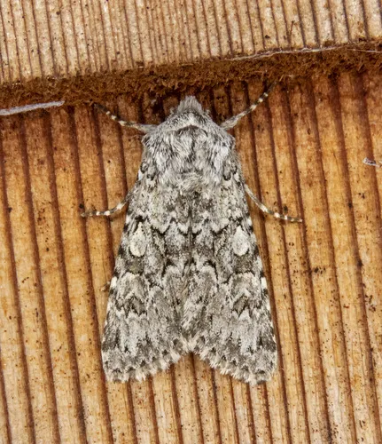 Psammopolia arietis
