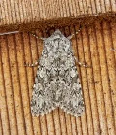 Psammopolia arietis thumbnail 1