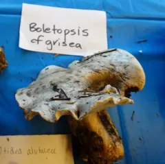 grey falsebolete thumbnail 2