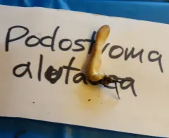 Trichoderma alutaceum thumbnail 3