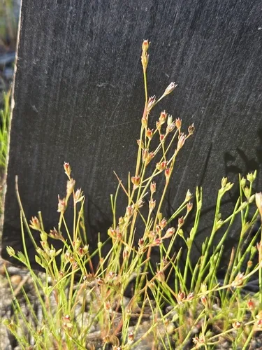 clustered toad rush