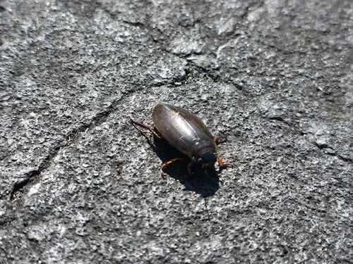 Colymbetes densus