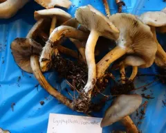 Lyophyllum semitale thumbnail 2
