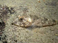 Northern Sculpin thumbnail 1