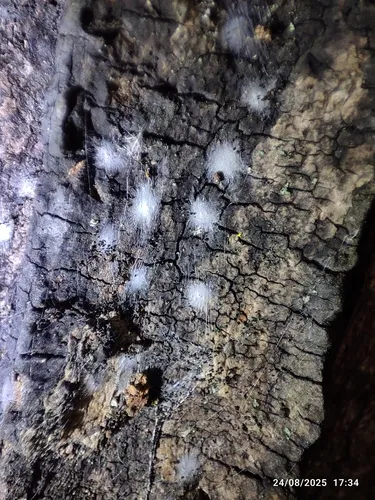 Aaroniella badonneli