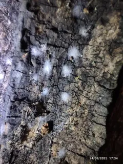 Aaroniella badonneli thumbnail 1