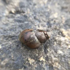 Pointed Campeloma thumbnail 3