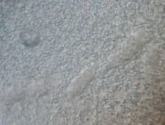 Spirostomum minus thumbnail 4