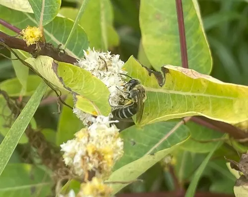 Colletes ciliatus