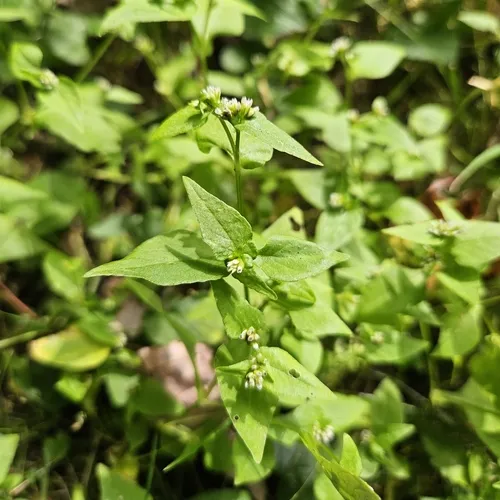 Nepal Persicaria