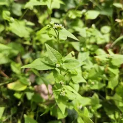Nepal Persicaria thumbnail 1