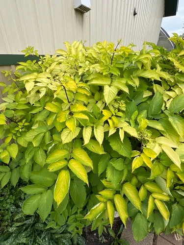 Aralia cordata