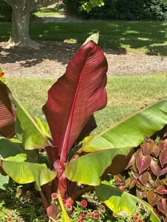 Abyssinian banana thumbnail 1