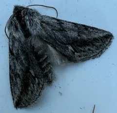 Ashy Pleromelloida Moth thumbnail 2