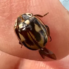 Streaked Lady Beetle thumbnail 4