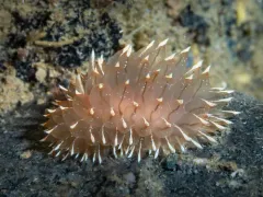 Frosty-tipped Nudibranch thumbnail 1