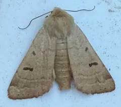 Yellow Dart thumbnail 2