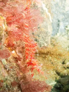 Threespine Coastal Shrimp thumbnail 1