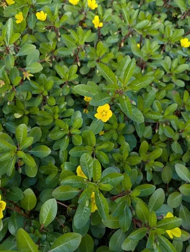 floating primrose-willow