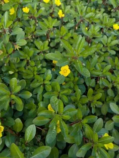 floating primrose-willow thumbnail 1
