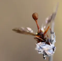 Physocephala texana thumbnail 4