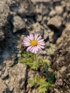 Salish Daisy thumbnail 2