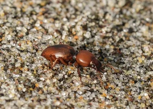 Akephorus marinus