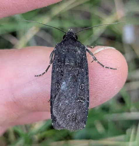 Euxoa punctigera