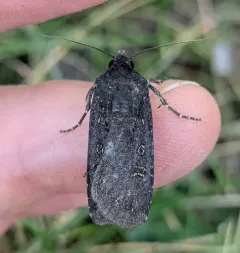 Euxoa punctigera thumbnail 1
