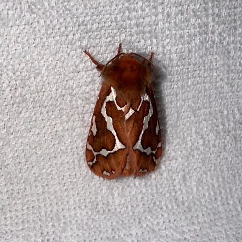 Gazoryctra hyperboreus