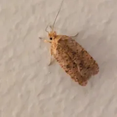 Thelma's Agonopterix Moth thumbnail 1