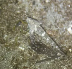 Sharpnose Sculpin thumbnail 3