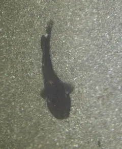 Rosybrown Snailfish thumbnail 3