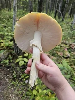 Amanita chrysoblema thumbnail 4