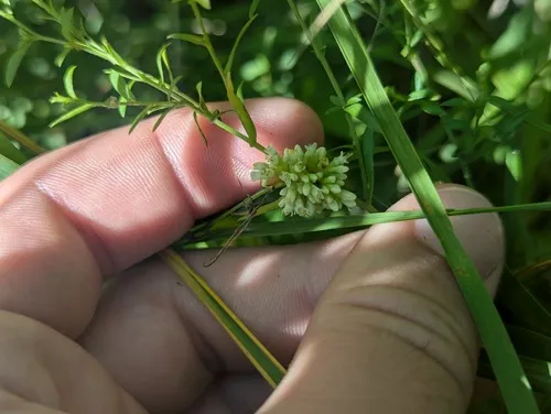 Buttonbush Dodder