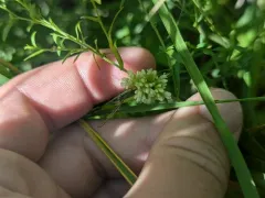 Buttonbush Dodder thumbnail 1