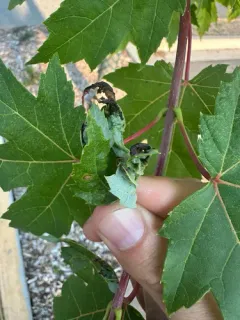 Dasineura aceris thumbnail 2