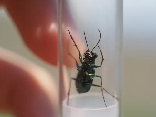 Sagebrush Tiger Beetle